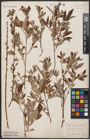 Foto von Salix aurita L. x Salix repens L.